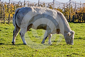 Closeup of a white grayish dairy cow grazing quietly on a grassy agricultural farm