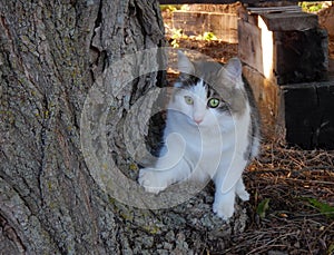 Closeup of white, grey and tan cat sitting on tree trunk.