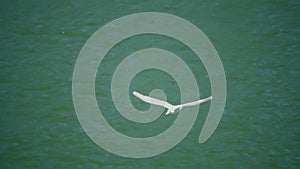 Closeup of a white gull flying from the squabble swimming over sunlit water