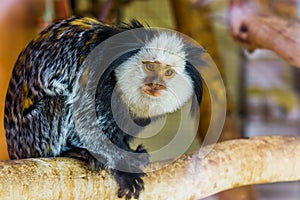 Closeup of a white headed marmoset, a tropical monkey from brazil, popular exotic pets