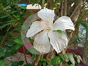 Closeup, White hibiscus flower blooming on tree blurred green leaf background for stock photo, spring summer flower