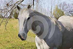 Closeup of white horse