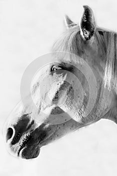 Black and white photo of horse on barn