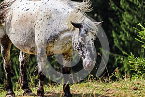 Closeup of a white horse with black dots grazing on green grass on a pasture on a sunny day