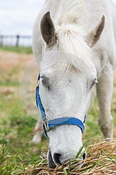 Closeup of a white horse eating grass at a meadow