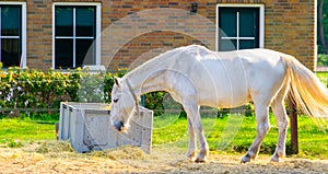 a closeup of a white horse eating some hay, popular horse breeding and riding species