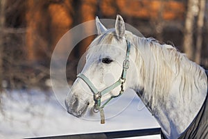 Closeup of white horse head in winter sunny day