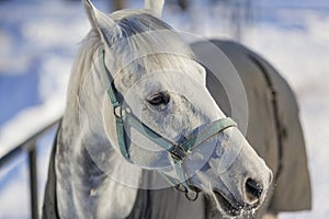 Closeup of white horse head in winter sunny day