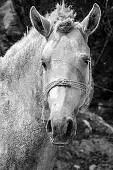 Closeup white horse portrait