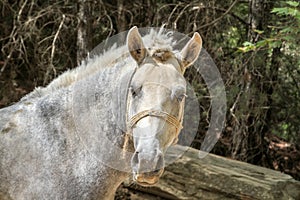 Closeup white horse portrait