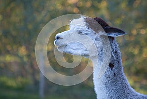 Closeup of a white Huacaya alpaca animal in field looking side way