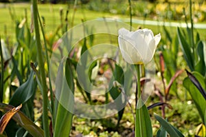 Closeup of a white isolated tulip standing tall at the Tulip Garden, Srinagar, Jammu & Kashmir, India