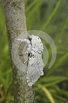 Closeup on the white Lesser Puss Moth , Cerura erminea in the garden