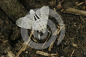 Closeup on the white Lesser Puss Moth , Cerura erminea in the garden