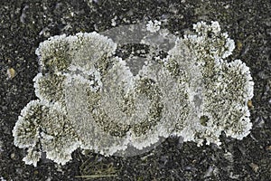 Closeup on a white lichen species growing on stone, Lecanora muralis