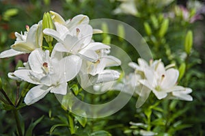 Closeup of White lillies with leaves