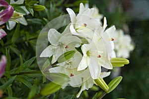 Closeup of White lillies with leaves