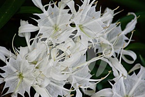 Closeup of white lily flowers