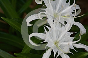 Closeup of white lily flowers