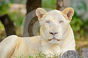 Closeup white lion Panthera leo look at the camera