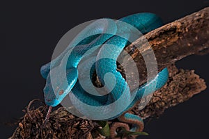 Closeup of white lipped pit viper snake on a branch
