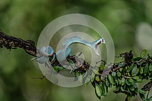 Closeup of a White Lipped Pit Viper on a tree