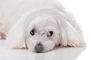 Closeup white maltese dog lying and with sad eyes looking aside