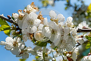 Closeup of white Malus flowers blooming on a tree branch against the sky