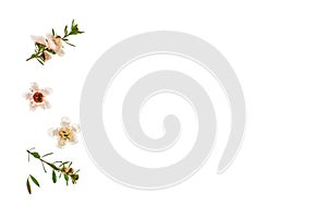 Closeup of white manuka flowers isolated on white background