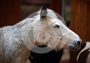 Closeup of a white Noma horse against the blurred background photo