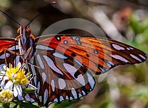 Closeup of white and orange Gulf fritillary on white flower