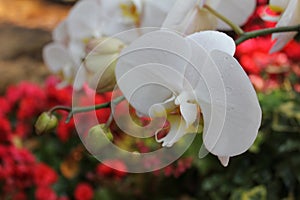 Closeup white orchid with colourful background