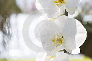 Closeup white orchid flower over blurred nature background