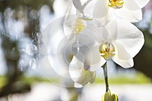 Closeup white orchid flower over blurred nature background