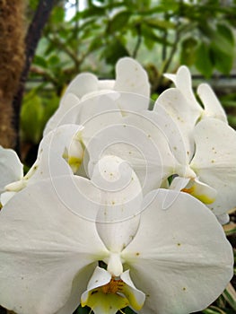 Closeup white orchid flowers in the garden when the weather is sunny. nature concept