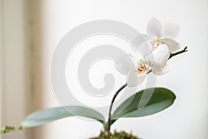 Closeup white orchid Phalaenopsis Adelaide on a white background. blur and selective focus. Copy space