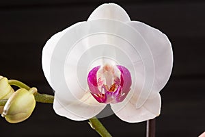 Closeup white orchid Phalaenopsis cultivars hybrid flower