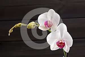 Closeup white orchid Phalaenopsis cultivars hybrid flower photo