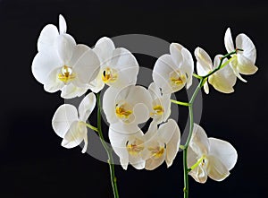 Closeup of white orchids on black background textures