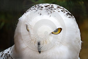 Closeup of a white owl head