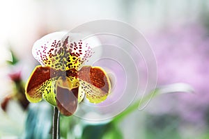 Closeup white Paphiopedilum orchid in the garden