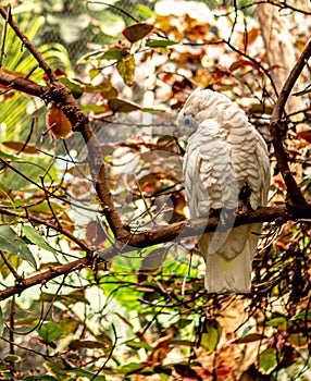 Closeup of a white parrot on the branch