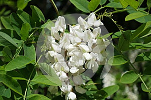 Closeup of white pea-like flowers of Robinia pseudoacacia