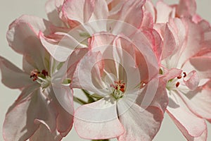 Closeup of White Pelargonium Flower with Red Speckles and Rim