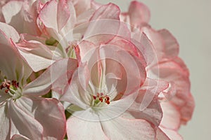 Closeup of White Pelargonium Flower with Red Speckles and Rim