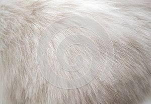 Closeup white persian cat fur texture background