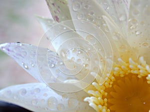 Closeup white petal of water lily flower with water drops with blurred background ,macro image ,abstract background