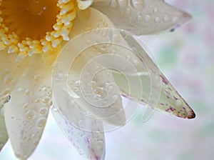 Closeup white petal of water lily flower with water drops with blurred background ,macro image ,abstract background