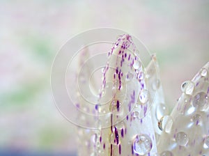 Closeup white petal of water lily flower with water drops with blurred background ,macro image ,abstract background