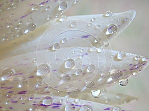 Closeup white petal of water lily flower with water drops with blurred background ,macro image ,abstract background